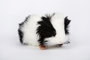 Hansa 4592 Guinea Pig (Black/White) Realistic Plush Soft Toy product image